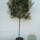 Elaeagnus ebb. 'Compacta' halfstam container LEIVORM lei 100x100