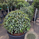 Prunus l. 'Angustifolia' 90-100 cm cont. 160L bol