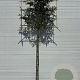 Prunus l. 'Angustifolia' 6-8 HO container lei 120x120 180 cm stam