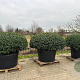 Prunus l. 'Angustifolia' 150-175 cm cont. 500L platte bol