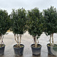 Prunus l. 'Angustifolia' 180 200 cm cont. 90L meerstammig