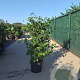 Cornus sanguinea 100-125 cm 10L