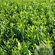 Prunus l. 'Herbergii' 50-60 cm met kluit