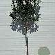 Prunus l. 'Novita' 8-10 HO 25L lei 120x120
