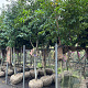 Prunus lusitanica Tico 300-350 cm cont. 350L solitair