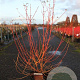 Cornus sang. 'Midwinter Fire' 80-100 cm 10L