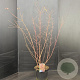 Cornus sang. 'Midwinter Fire' 80-100 cm 10L