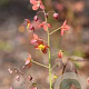 Epimedium warl. 'Ellen Willmott' GM P9