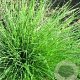 Festuca 'Walberla' GM P9