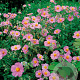 Helianthemum 'Rhodanthe Carneum' GM P9