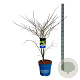 Acer Arctic Jade 125-150 cm 15L