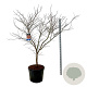 Acer North Wind 200-250 cm cont. 90L extra