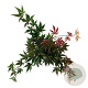 Acer pal. 'Atropurpureum' 40-50 cm P21