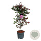 Acer pal. 'Atropurpureum' 100-125 cm 14L