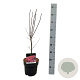 Acer pal. 'Skeeter's Broom' 50-60 cm 4,5L