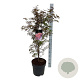 Acer pal. 'Skeeter's Broom' 100-125 cm 14L