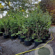 Amelanchier lamarckii 150-175 cm container meerstammig