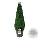Buxus sempervirens 90-100 cm 17L piramide antraciet