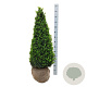 Buxus sempervirens 90-100 cm met kluit piramide