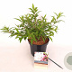 Delphinium 'Turkish Delight' 25-30 cm 3,0L