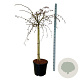 Corylus a. Purple Umbrella 120 cm stam cont. 55L extra
