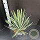 Yucca filamentosa 40-50 cm 7,5L