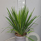 Yucca filamentosa 50-60 cm 7,5L