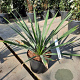 Yucca filamentosa 50-60 cm 7,5L