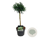 Cryptomeria j. 'Little Champion' 40 cm stam 4,5L