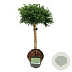 Cryptomeria j. 'Toad' 40 cm stam 4,5L