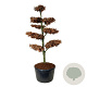 Fagus sylvatica 225-250 cm cont. 285L bonsai