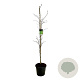 Fagus syl. 'Dawyck' 175-200 cm 30L extra