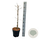 Ginkgo biloba 'Select Compact' 50-60 cm 5,0L piramide antraciet
