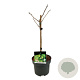 Ginkgo bil. Little Emperor 40 cm stam 5,0L