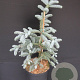 Abies procera 'Glauca' 40-50 cm 5,0L