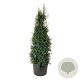 Ilex aquipernyi Dragon Lady 250-300 cm cont. 230L solitair