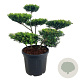 Ilex crenata 'Green Hedge' 80-100 cm cont. 55L bonsai