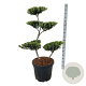 Ilex crenata 'Green Hedge' 100-125 cm cont. 55L bonsai