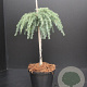 Cedrus deod. 'Feelin' Blue' 40 cm stam 10L