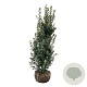 Ilex meserv. 'Heckenpracht' 150-175 cm met kluit extra