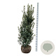 Ilex meserv. 'Heckenpracht' 150-175 cm met kluit extra
