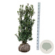 Ilex meserv. 'Heckenstar' 100-125 cm met kluit extra