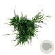 Juniperus pf. 'Mint Julep' 30-40 cm 6,5L