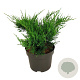 Juniperus pf. 'Mint Julep' 30-40 cm 6,5L