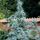 Cedrus deod. 'Karl Fuchs' 175-200 cm met kluit