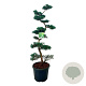 Juniperus virg. 'Grey Owl' 125-150 cm 4,0L