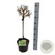 Larix decidua 'Globus' 40 cm stam 5,0L