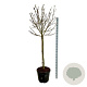 Magnolia soul. 'Alba Superba' 120 cm stam cont. 55L extra