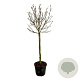 Magnolia soul. 'Alba Superba' 120 cm stam cont. 55L extra