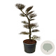 Nothofagus antarctica 200-225 cm cont. 230L bonsai